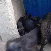 توله سک کنکورسو