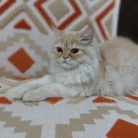 فروش گربه خانگی پرشین