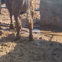 کوساله‌‌‌شالوله‌ماده