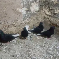 فروش کبوتر