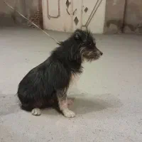 سگ پامر