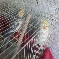 عروس هلندی