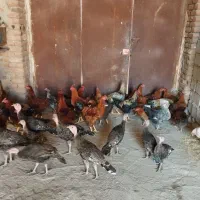 جوجه|حیوانات مزرعه|اردبیل, |دیوار