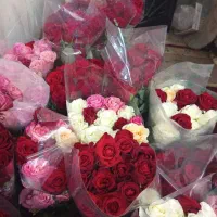 گل رز|گل و گیاه طبیعی|برازجان, |دیوار
