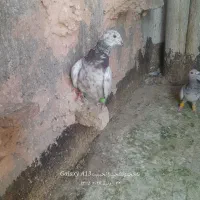 ماده هفترنگ سبز