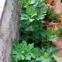 نهال