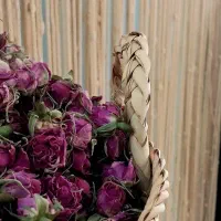 گل محمدی