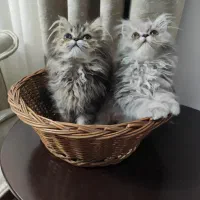گربه پرشین ماده