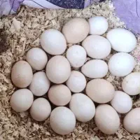 تخممرغ بومی و محلی سفارش روزانه قیمت مناسب