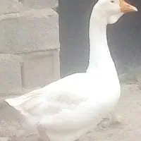 قوقاز