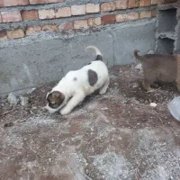 توله ماده سرابی