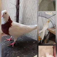 حیوانات اهلی خوب