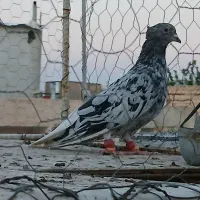 نر هفرنگ دم سفید پرشی