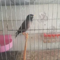 مرغ میناسخنگو