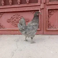 مرغ محلی و مرغ گلین