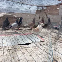 کبوتر روستان سرحال