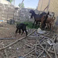 بز پاکستانی با کهرش|حیوانات مزرعه|جهرم, |دیوار