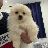 سگ پامراین میکس