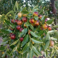 عناب تازه
