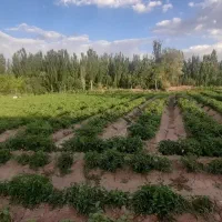 فروش-زمین-کشاورزی-خوش-موقعیت-مناسب-سرمایه-گذاری