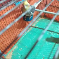 عروس هلندی پیدا کردم