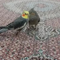 عروس هلندی نر و ماده