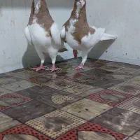 ماده شهری بهبونی خوب