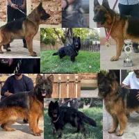 سگ ژرمن شپرد انواع تیپ ها
