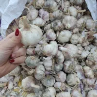 فروش سیر