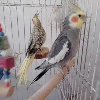 عروس هلندی