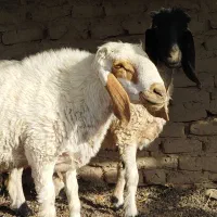 گوسفند مری اصل