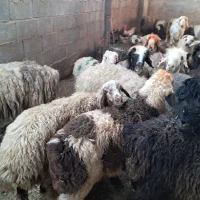 بره میش
