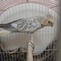 عروس هلندی