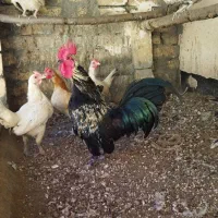 مرغ و خروس مینیاتوری