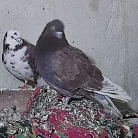کبوتر|پرنده|نورآباد, |دیوار