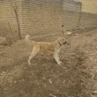 سگ پاکستانی|سگ|الشتر, |دیوار