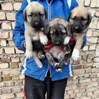 واگذاری سگ های سرابی و خراسانی اصیل