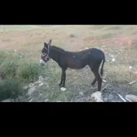 فروش الاغ ۸ میلیون‌...
