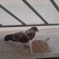 کبوتر