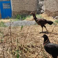 مرغ لاری