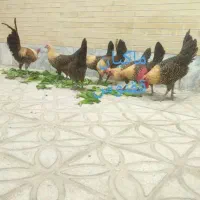 جوجه براکل طلایی