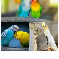 عروس هلندی ، طوطی برزیلی ، مرغ عشق ، قفس ، دان
