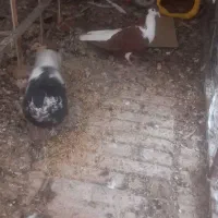 یه چپ سرخ ماده و خال سیاه هفت رنگ افشون