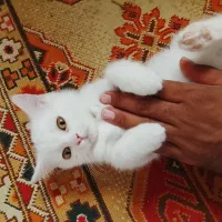 گربه بریتیش سفید
