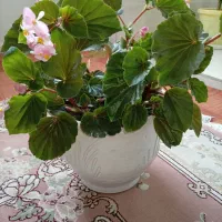 گل طبیعی|گل و گیاه طبیعی|چرداول, |دیوار