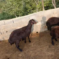 میش افشار