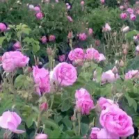 گل محمدی|گل و گیاه طبیعی|خزل, |دیوار