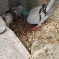 کبوترسبز پلاکی