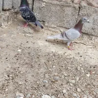 دوتا نر مسافتی