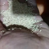 ارزن درشت ایرانی